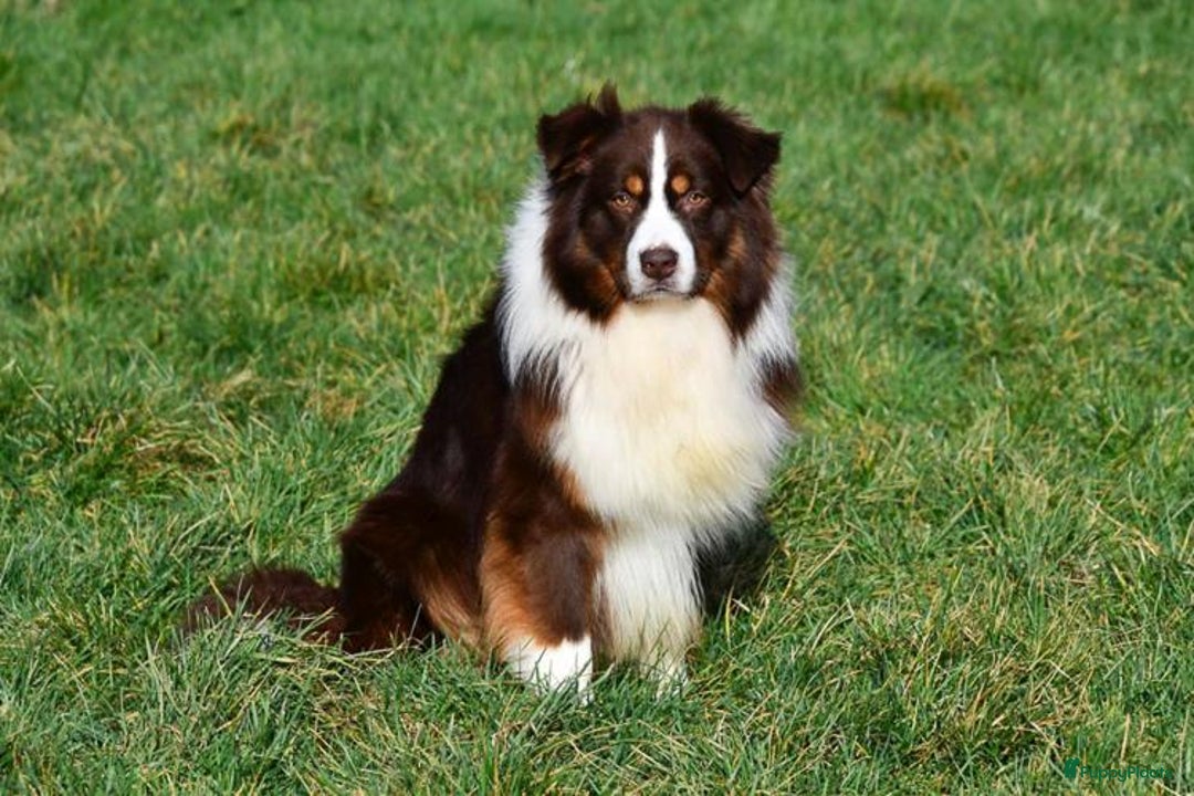 Australian Shepherd honden te koop: Australische herders pups - geboren 17 december - Advertentie 4