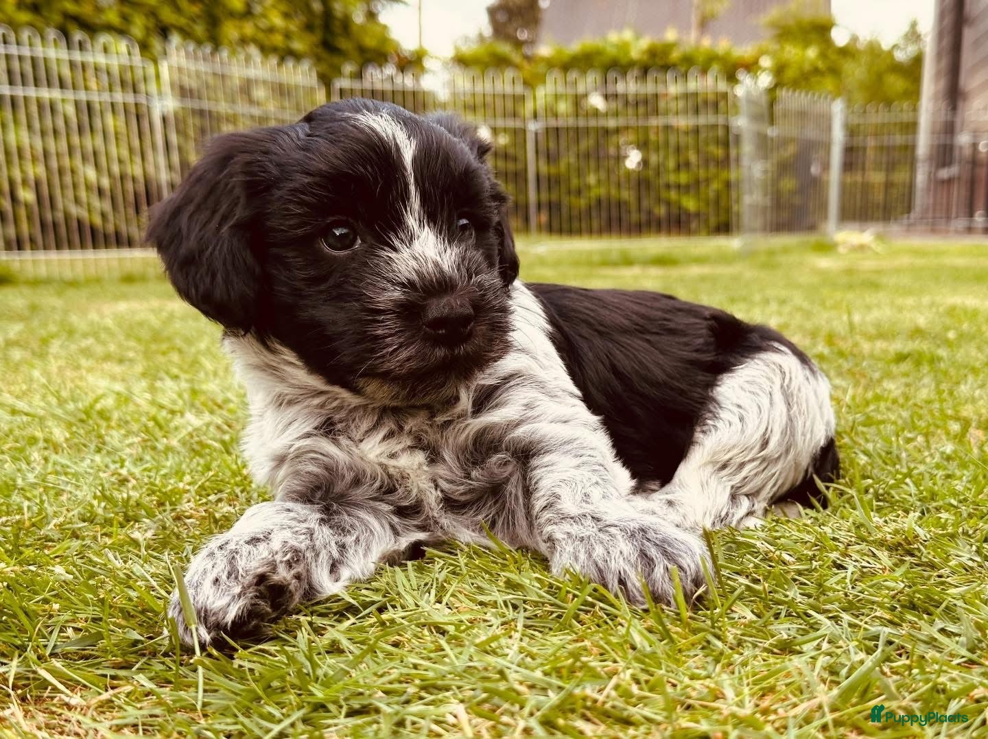 Nederlandse Schapendoes honden Lieve Schapendoes pups - Advertentie 2
