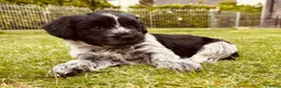 Nederlandse Schapendoes honden te koop: Lieve Schapendoes pups in Vinkel - Advertentie 2