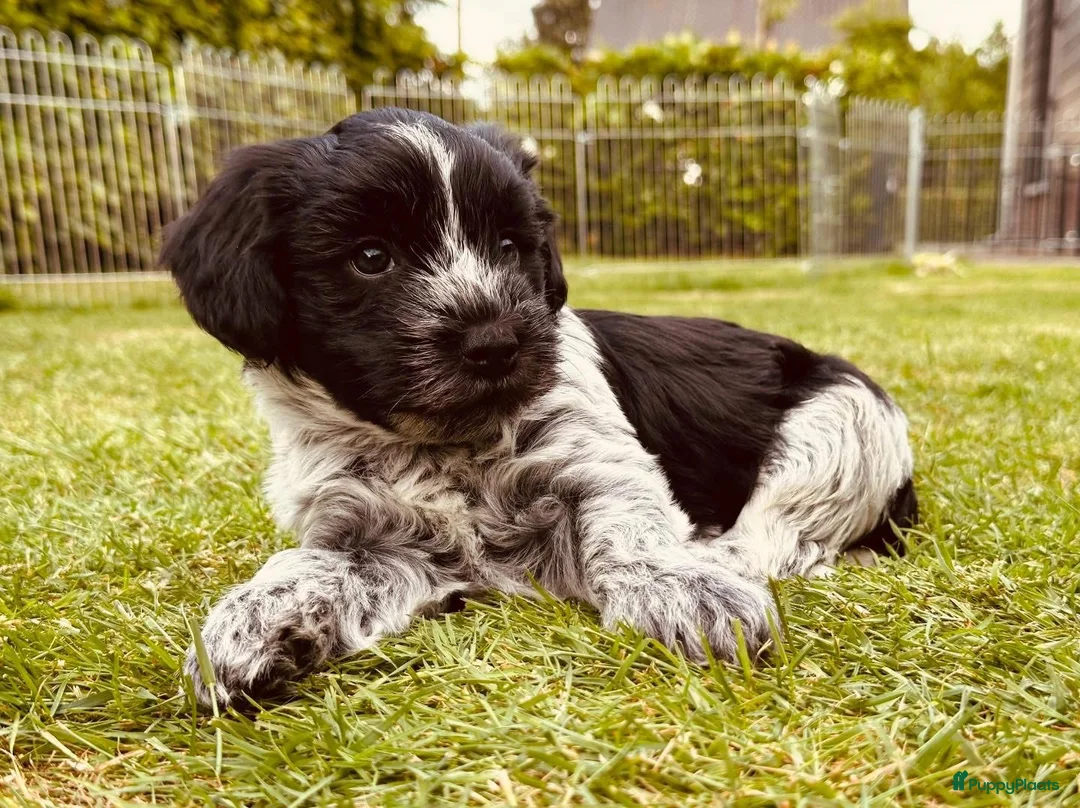 Nederlandse Schapendoes honden te koop: Lieve Schapendoes pups in Vinkel - Advertentie 2