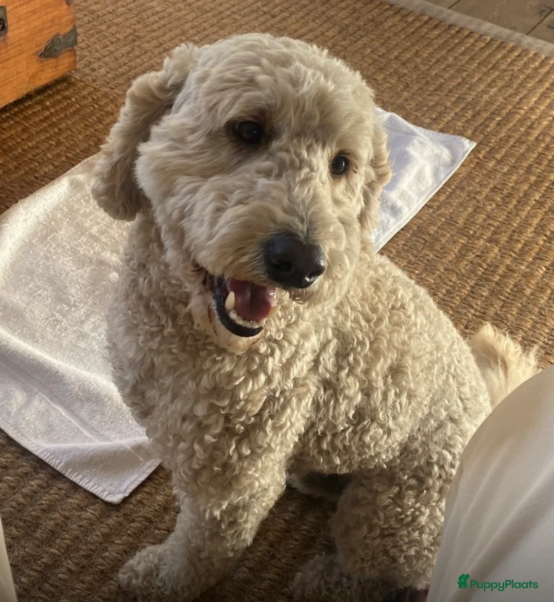 Bernedoodle honden te koop: Mini Bernedoodle pups te koop - Advertentie 14