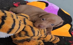 Mexicaanse Naakthond honden te koop: Mexicaanse Naakthond Miniatuur, Xolo, met vacht - Afbeelding 1