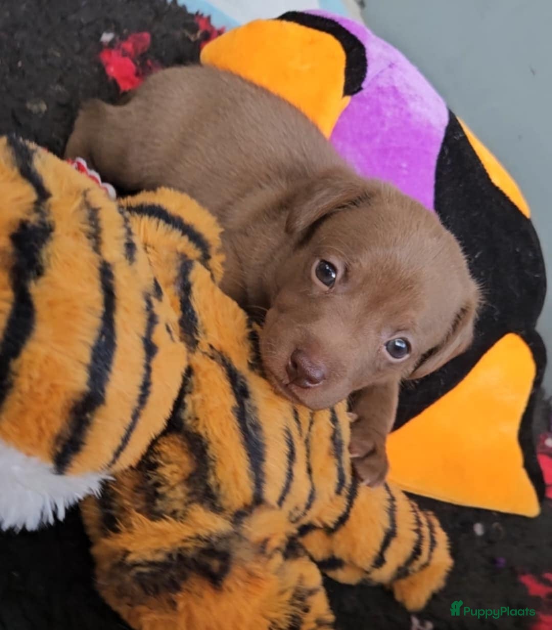 Mexicaanse Naakthond honden te koop: Mexicaanse Naakthond Miniatuur, Xolo, met vacht - Afbeelding 1
