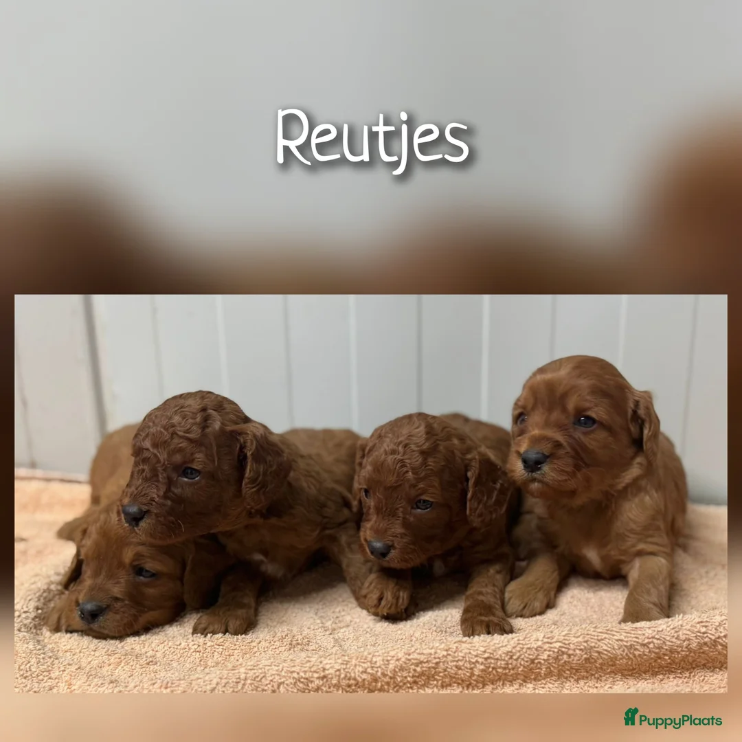 Cavapoo honden te koop: Prachtige Cavapoo pups beschikbaar  - Advertentie 16