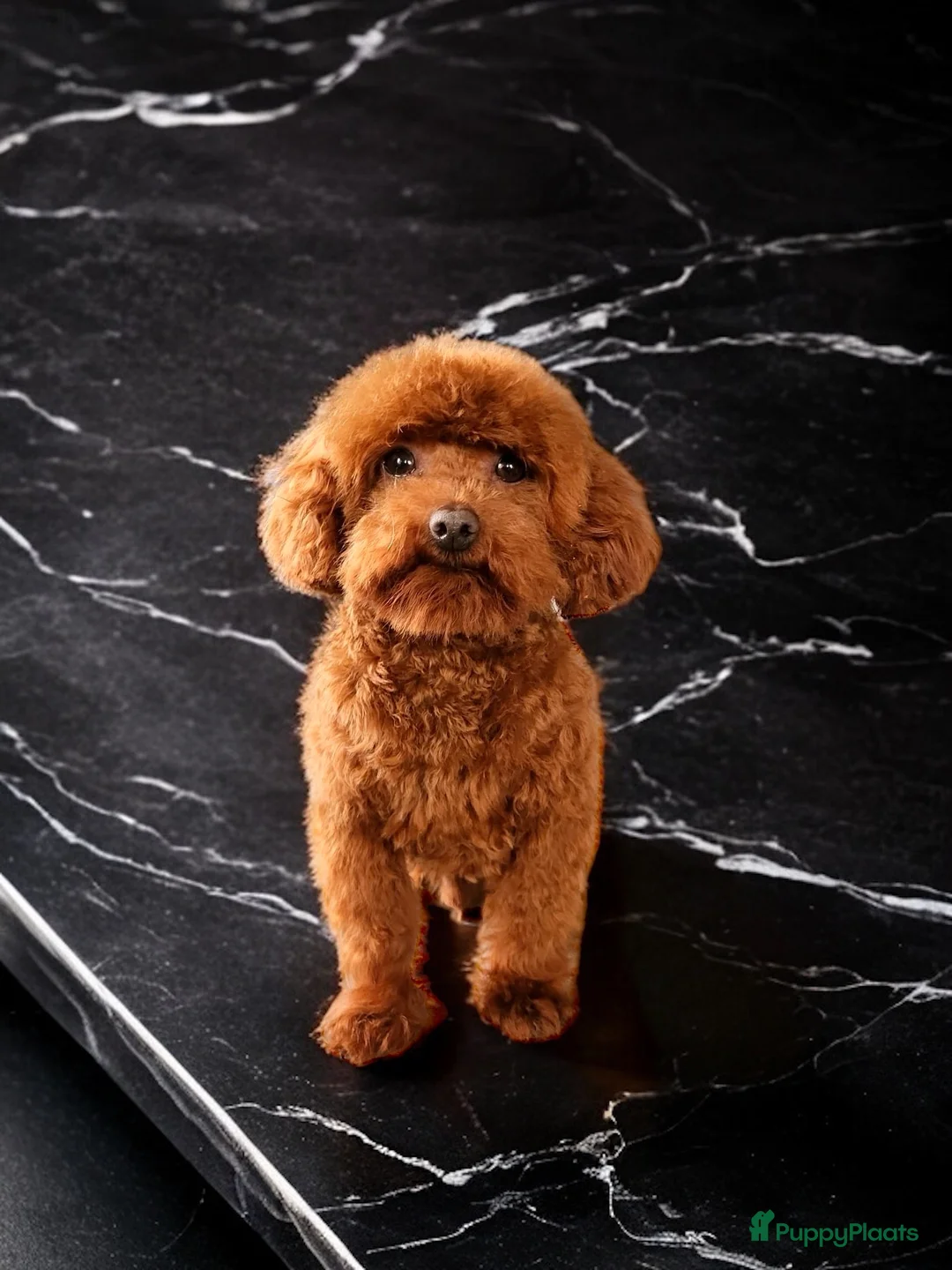 Poedel Toy honden ter dekking: kleine toy poedel dekreu donker rood rocky - Advertentie 9