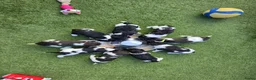 Kruising honden te koop: Geweldig nestje Heidewachtel x Friese stabij pups - Advertentie 4