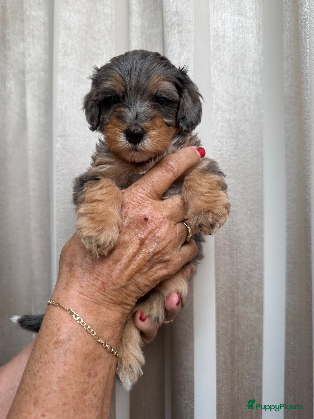 Labradoodle honden te koop: Knuffelhondjes - Afbeelding 1