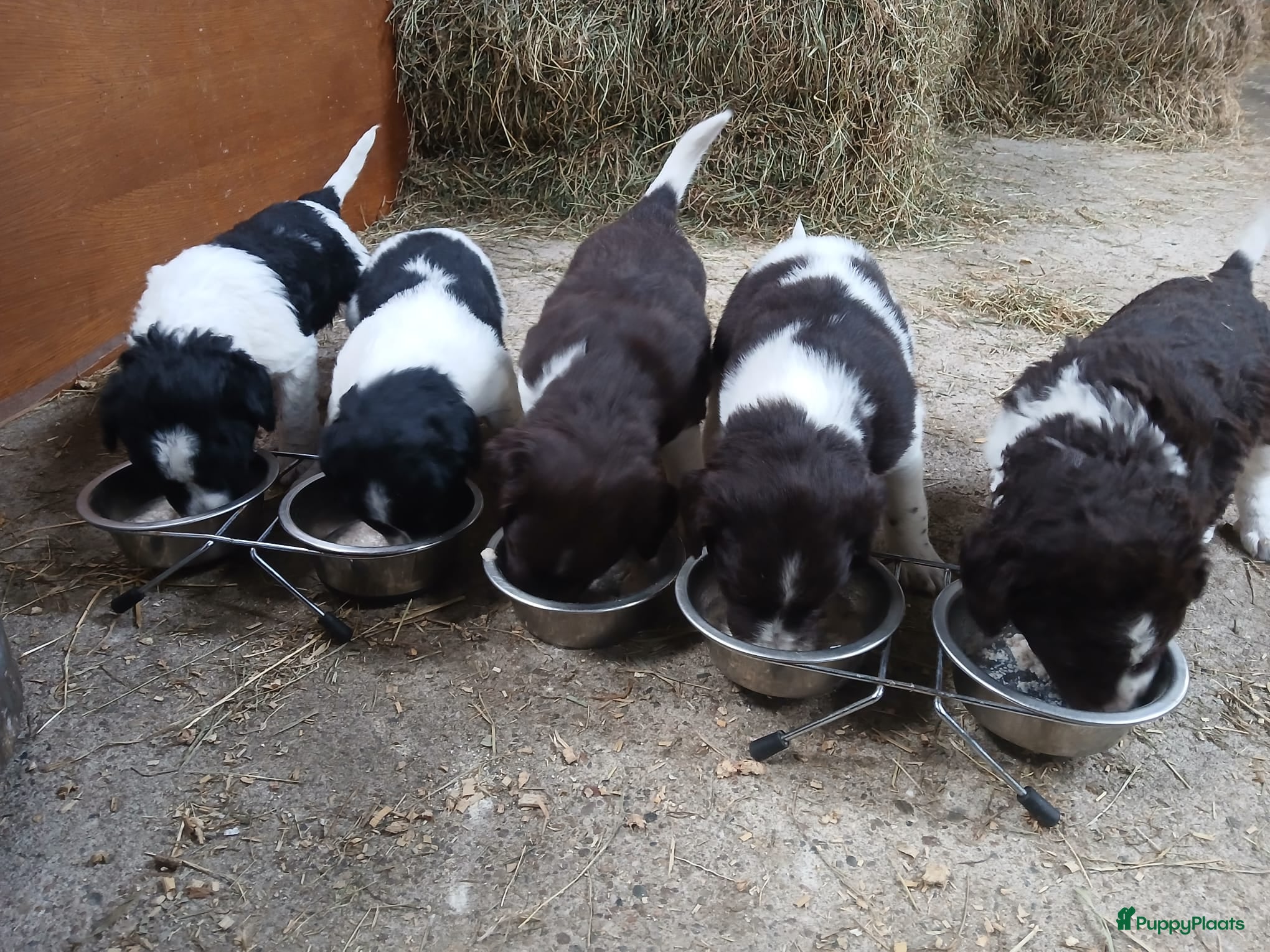 Friese Stabij honden friese stabij pups - Advertentie 1