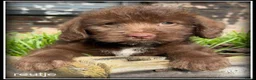 Kruising honden te koop: Boompoo F1b pups. Boomer x Poedel .middelslag. - Advertentie 9