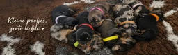 Ruwhaar Teckel honden te koop: Standaard Ruwharige Teckelpups met FCI stamboom  - Advertentie 3