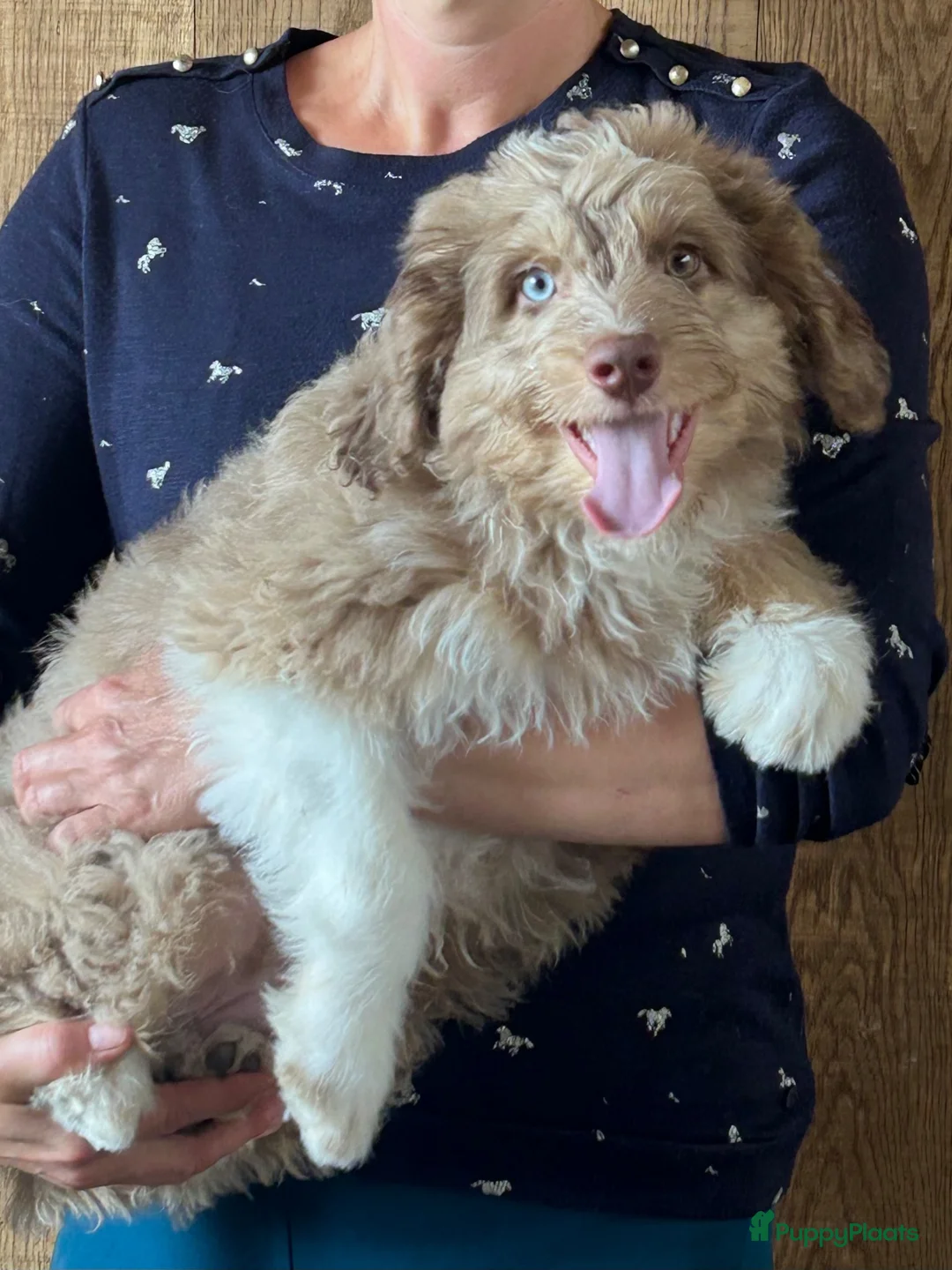 Kruising honden te koop: Mini Aussiedoodle reutjes  - Advertentie 6