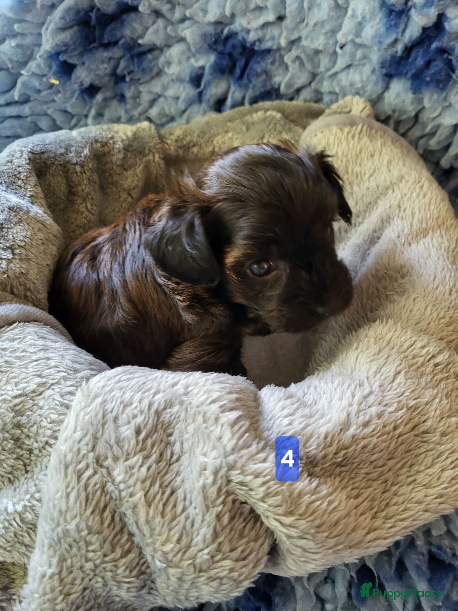 Kruising honden Havapoo pups - Advertentie 2
