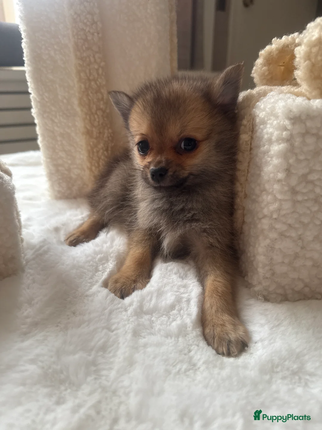 Pomsky honden te koop: 2 pomsky x pomeriaan teefjes  - Advertentie 5