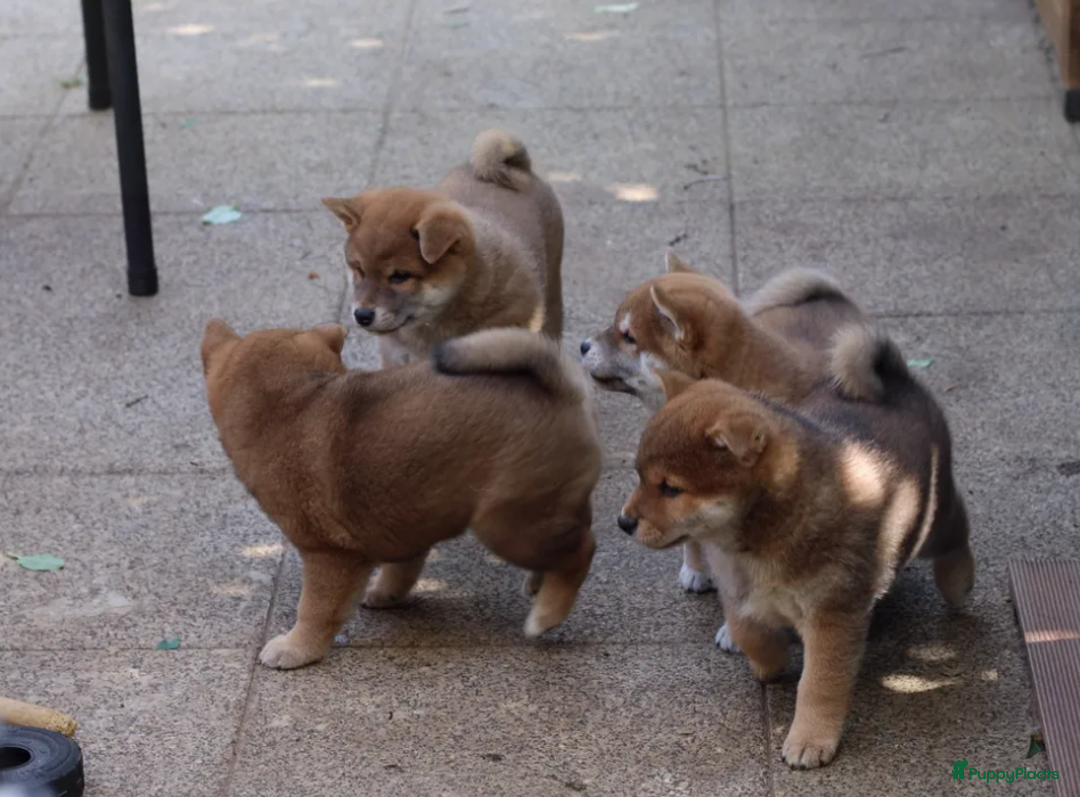 Shiba honden te koop: Shiba teefje met stamboom - Afbeelding 2