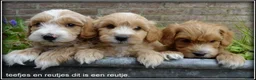 Maltipoo honden te koop: Maltipoo F1b pups - Advertentie 8