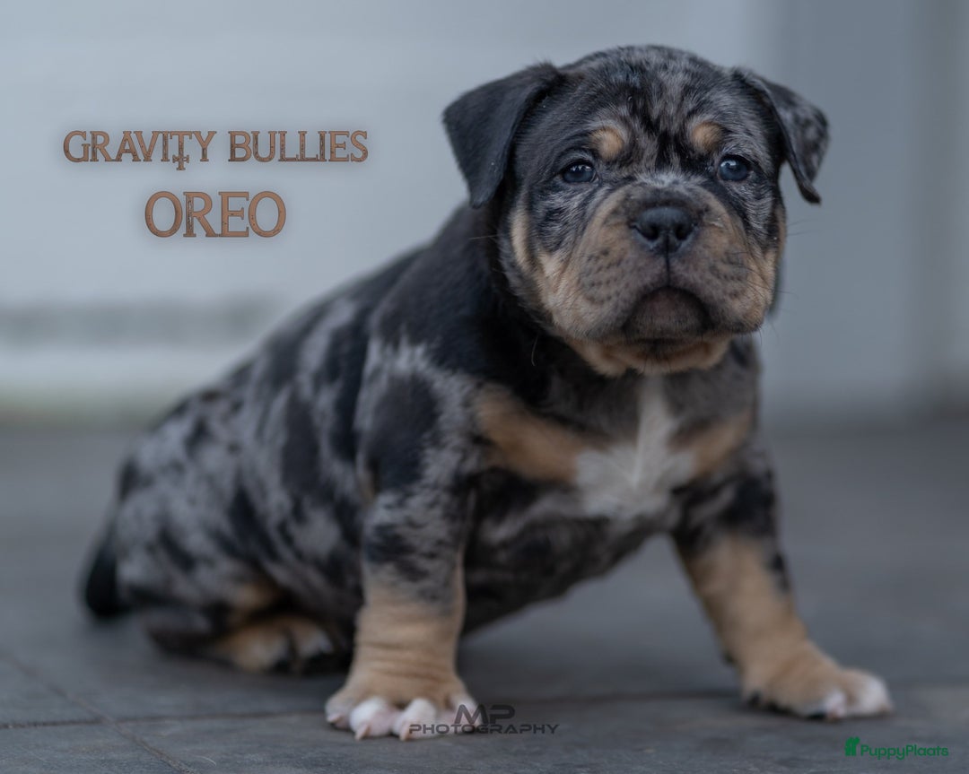 Amerikaanse Bully honden te koop: American Bully pocket  - Advertentie 12