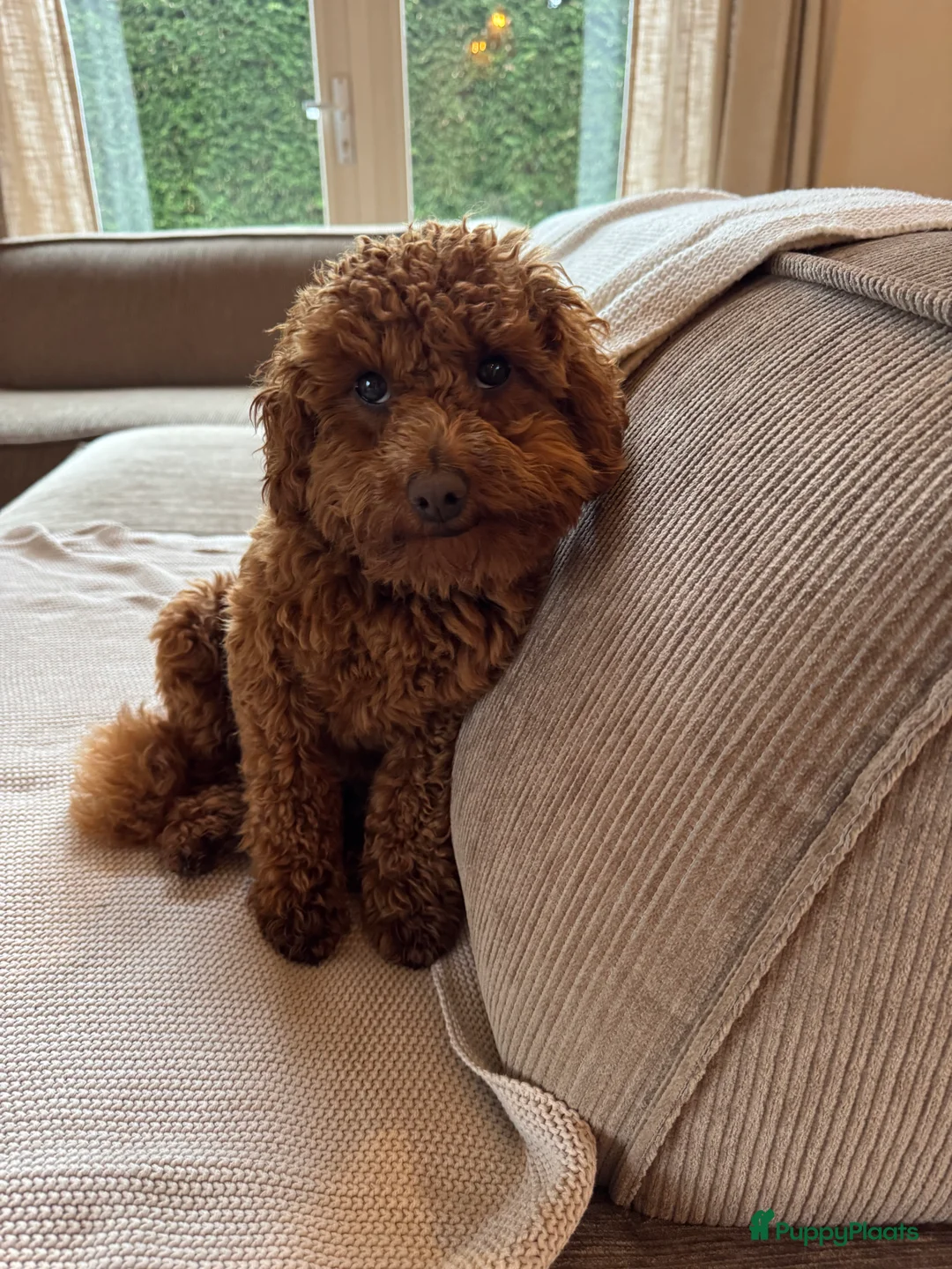 Poedel Toy honden te koop: Toy poedel pups geboren - Advertentie 8