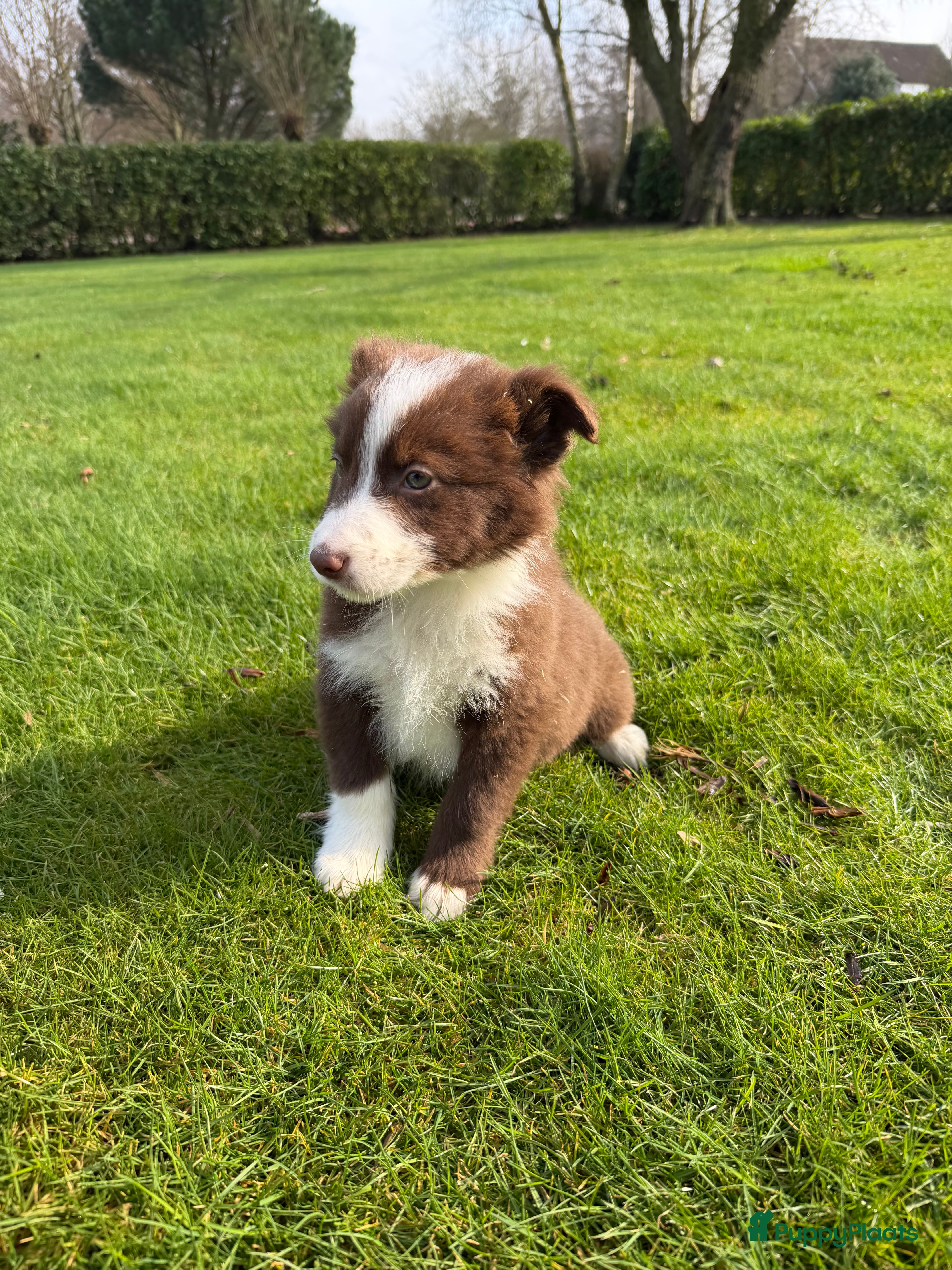 Kruising honden Australian Shepherd x Border Collie pups - Advertentie 1