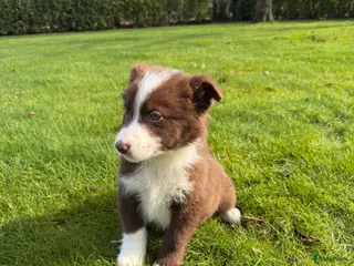 Kruising honden Australian Shepherd x Border Collie pups - Advertentie 1