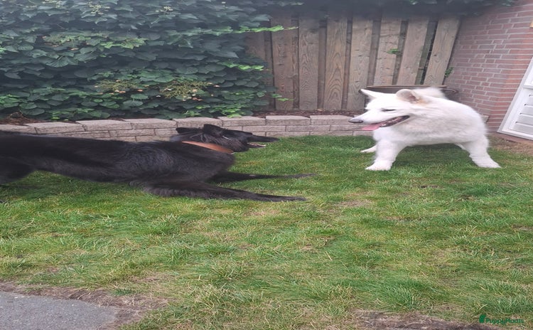 Kruising honden - Advertentie 4