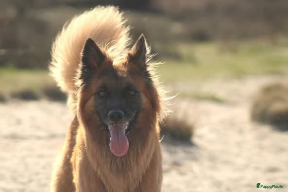 Kruising honden Gastgezin gezocht voor een Baskische herder reu - Advertentie 1