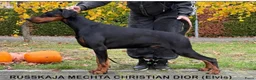 Dobermann honden te koop: Dobermann pups  - Advertentie 3