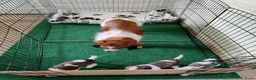 Kooikerhondje honden te koop: Raszuivere Kooikerpup reu. - Advertentie 25