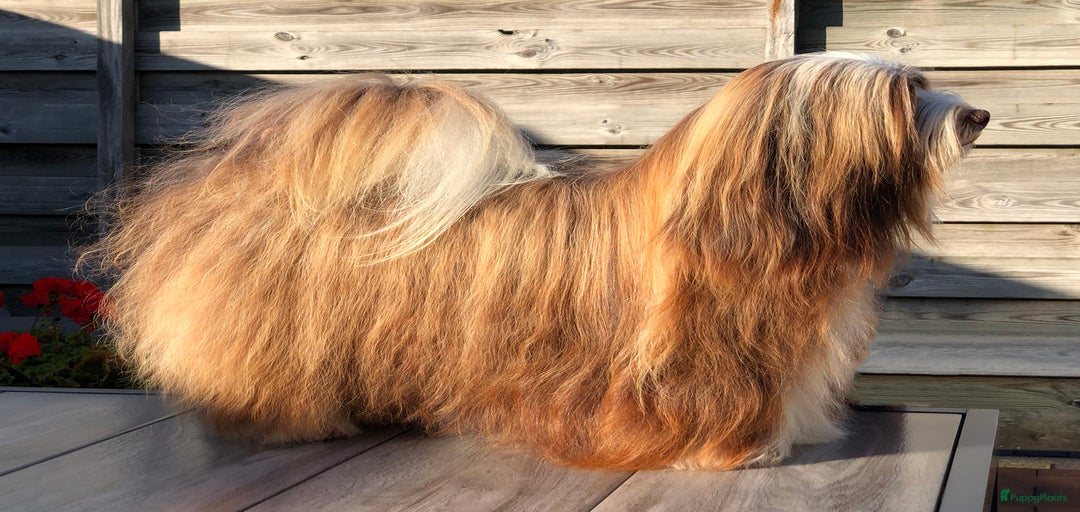 Galerij afbeelding {{count}}