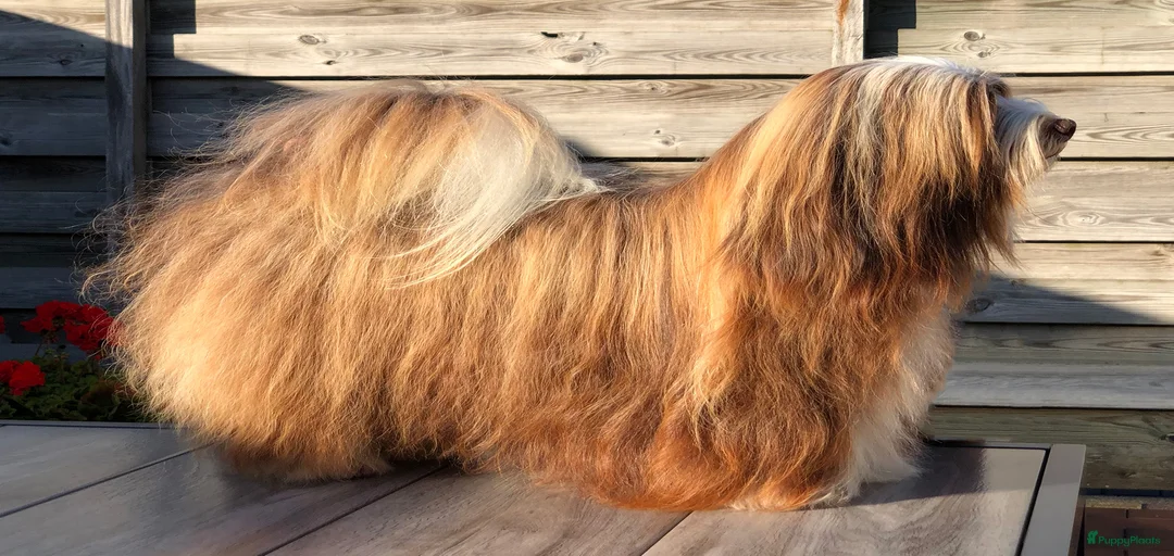 Galerij afbeelding {{count}}