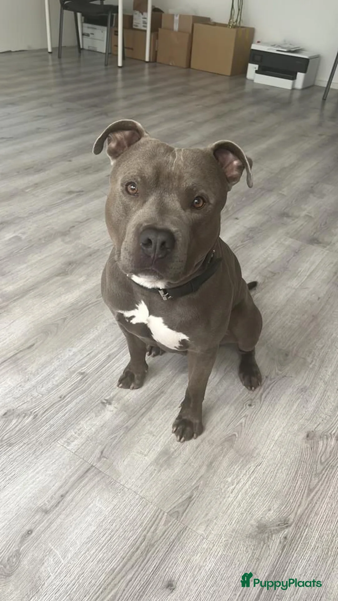 American Staffordshire Terriër honden ter dekking: American Staffordshire Terrier Reu  voor dekking - Advertentie 13