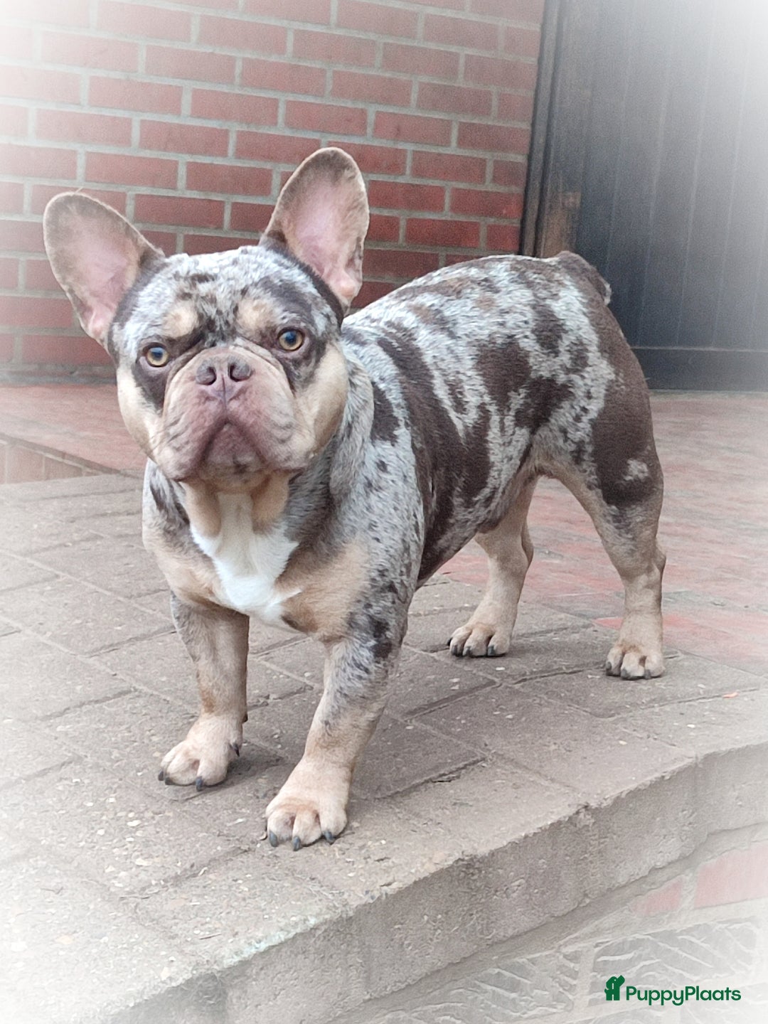 Franse Bulldog honden te koop: Franse bulldog pups - Advertentie 24