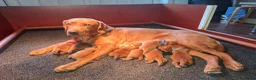 Labrador Retriever honden te koop: Red fox labrador pups - Advertentie 2