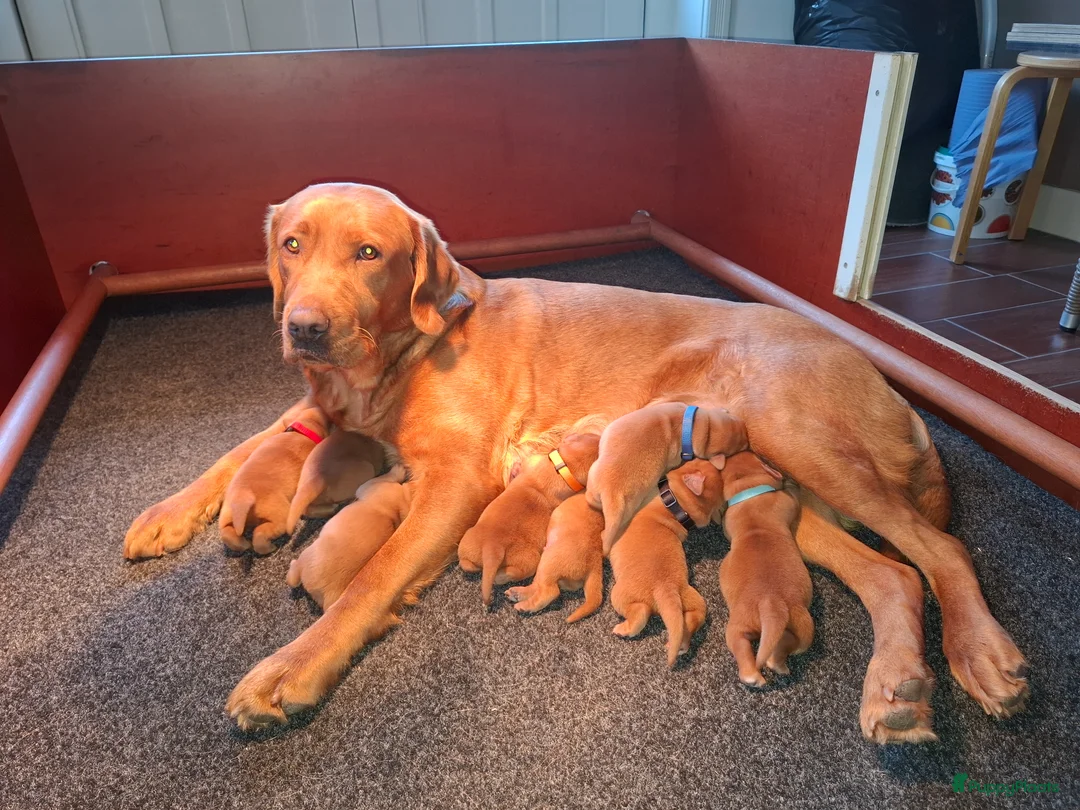 Labrador Retriever honden te koop: Red fox labrador pups - Advertentie 2