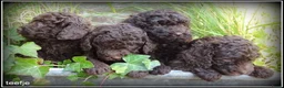 Labradoodle honden te koop: Labradoodle mini +/- 40 cm chocolade bruin - Advertentie 8