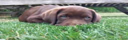 Labrador Retriever honden te koop: Raszuivere chocolade labrador retrievers  in Maastricht - Advertentie 6