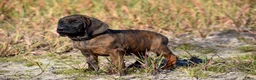 Kruising honden te koop: Bayerische gebirgssweishund - Advertentie 7