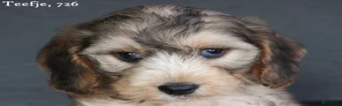 Cockapoo 3