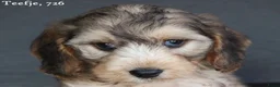 Cockapoo honden te koop: Knappe Cockapoo pups - Advertentie 13