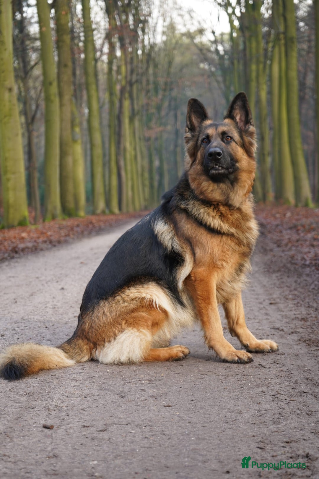 Duitse Herder honden te koop: Langstokharige zw. en zw.br. Duitse Herder puppies - Advertentie 15