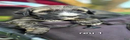 Tibetaanse Terriër honden te koop: Tibetaanse terriër pups met FCI stamboom - Advertentie 32