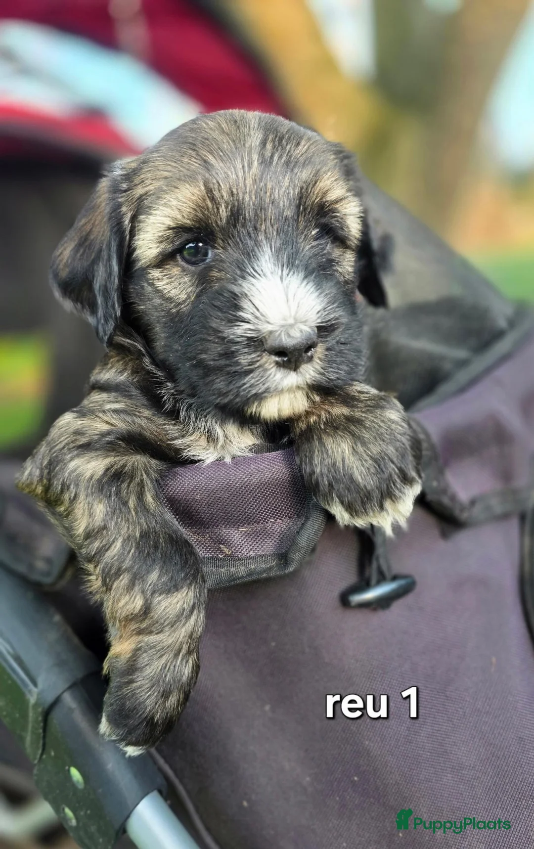 Tibetaanse Terriër honden te koop: Tibetaanse terriër pups met FCI stamboom - Advertentie 32