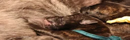 Hollandse Herder honden te koop: Hollandse Herder korthaar in Erp - Advertentie 3