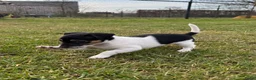 Jack Russel Terriër honden te koop: Jack Russel pup teefje - Advertentie 7