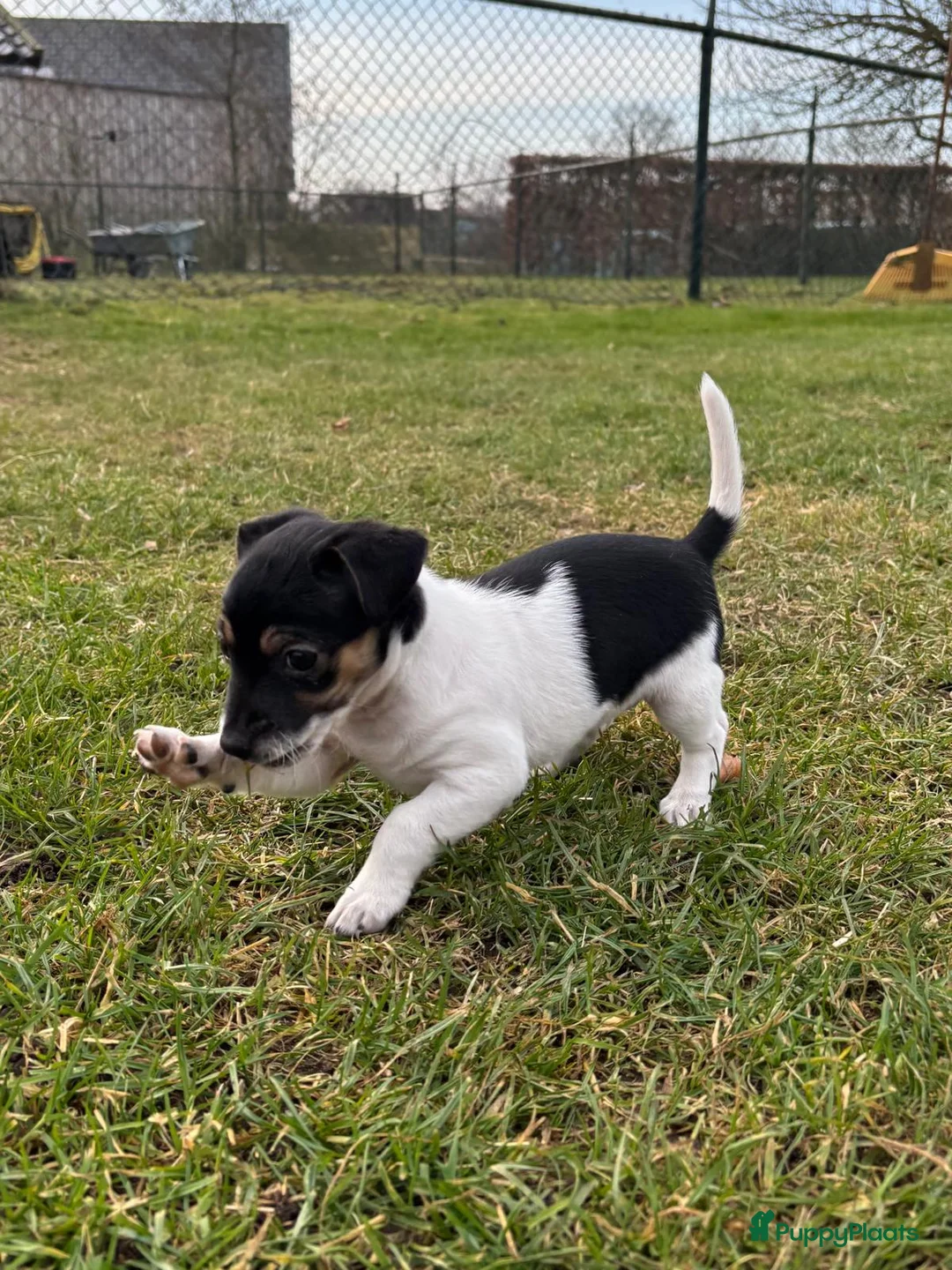 Jack Russel Terriër honden te koop: Jack Russel pup teefje - Advertentie 7