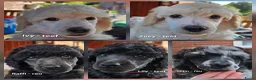 Labradoodle honden te koop: Poedel outcross pups | DNA-geteste ouderdieren - Advertentie 4
