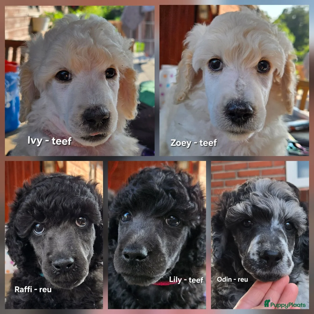 Labradoodle honden te koop: Medium Labradoodle pups | DNA-geteste ouderdieren - Advertentie 2