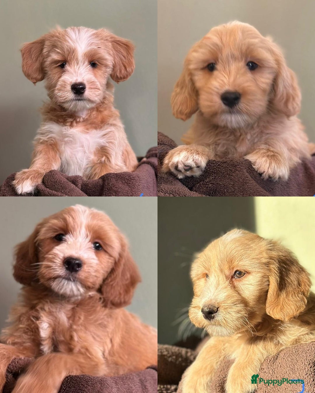 Kruising honden te koop: supergave mini tot middelgrote DOODLE PUPS - Advertentie 3