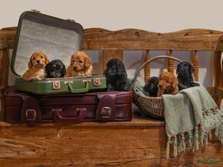 Labradoodle honden Kleine medium labradoodle F1 pups - Advertentie 12