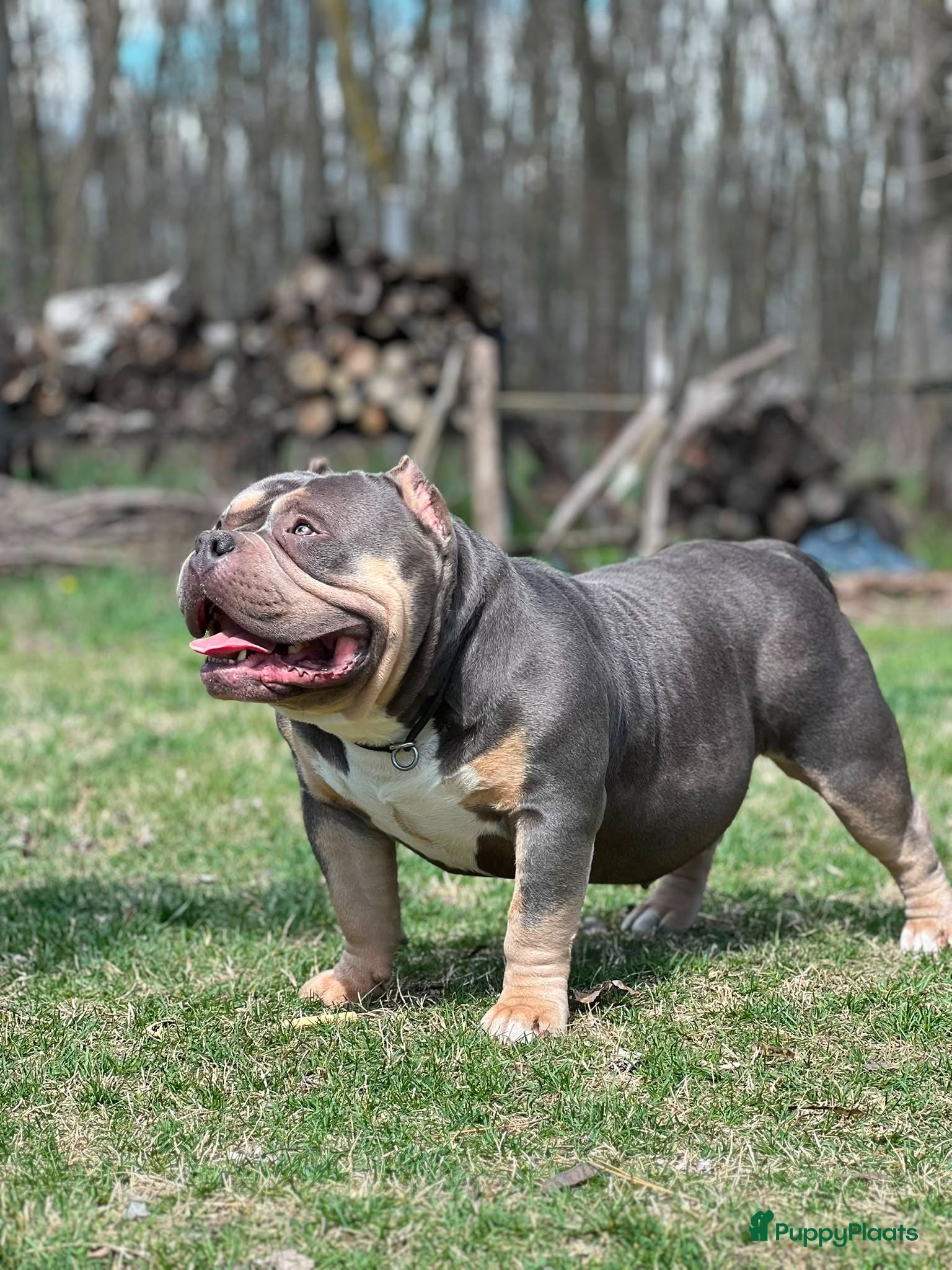 Amerikaanse Bully honden American Bully tricolor teefje te koop - Advertentie 1