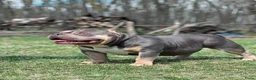 Amerikaanse Bully honden te koop: American Bully tricolor teefje te koop - Advertentie 1
